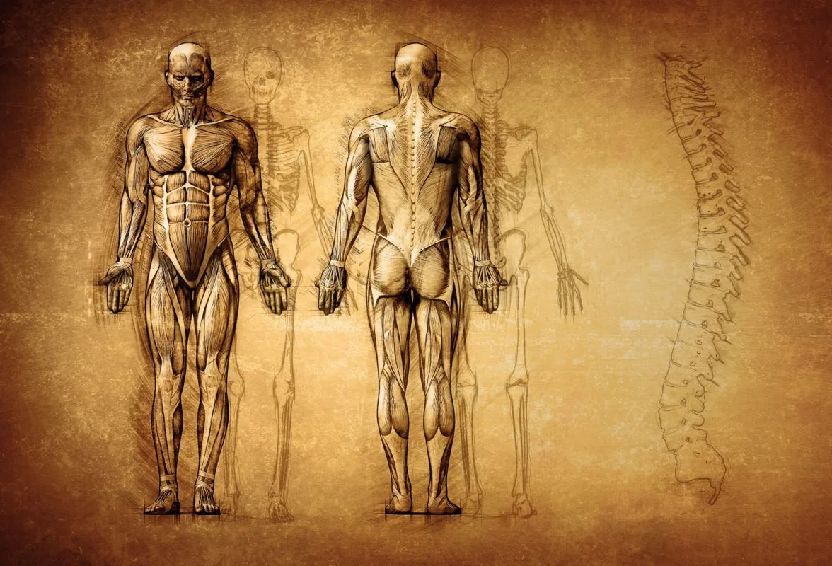 The human body